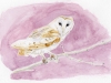 barnowl