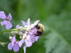 bumblebee