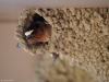 cliff-swallow