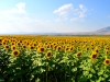 fieldofsunflowers