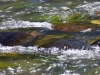 gallatinriver