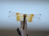 golddragonflysm-wingsdown