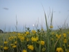 moonmeadow