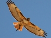 redtailedhawkandsnake