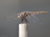 stripedmeadowhawk