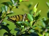 swallowtailsm